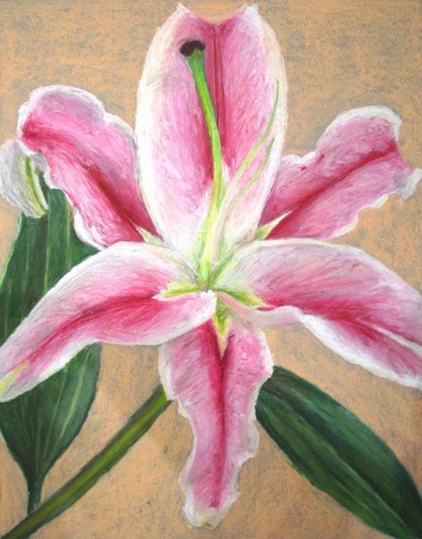 n_Oil Pastel Hibiscus.jpg